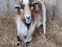 Cabro, Cabras — foto 6