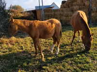 Horses (batch, sex not specified), Thoroughbred horse — photo 4