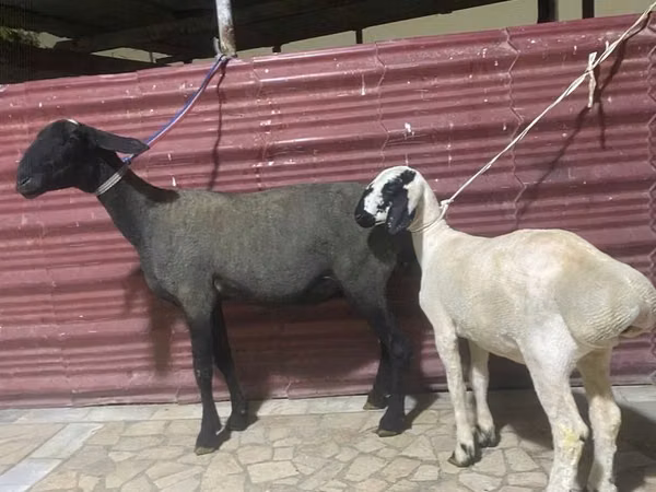 Sheep, Sheep