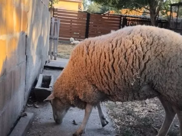 Oveja, Ovejas