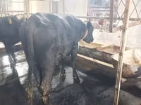 गाय, एबरडीन - एंगस — फ़ोटो 4