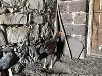 Chickens — photo 8