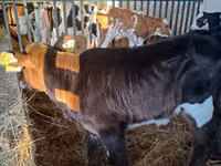 بقرة, Russian Black pied cattle — الصورة 4