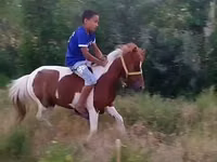 母马, Shetland Pony — 照片 2
