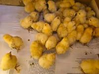 Chickens — الصورة 3