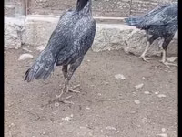 Gris Perla — foto 4