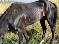خيول (دفعة، الجنس غير محدد), Hanoverian — الصورة 5