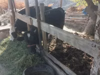 Bull, Cattle — photo 1