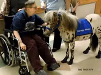 公马, Miniature horse — 照片 2