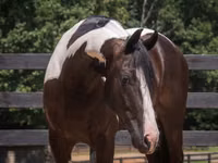 Hengst, Friesian — Foto 6