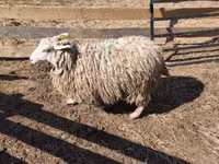 Sheep (batch, sex not specified), Sheep — photo 7