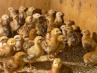 Rhode Island Red — photo 2
