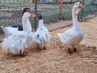 Geese — الصورة 2