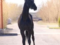 घोड़ा, Thoroughbred horse — फ़ोटो 6