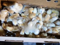 Chickens — Foto 2