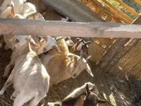 Goats (batch, sex not specified), Goats — photo 3