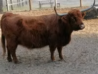 Vaca, Highland — foto 5