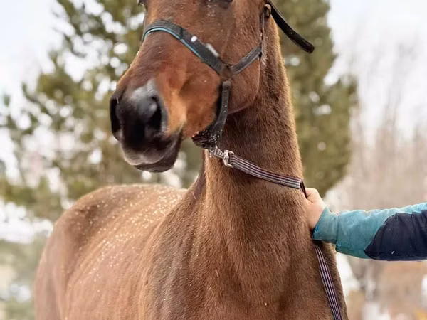 母马, Akhal-Teke
