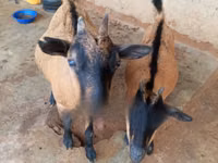 Billy Goat, Goats — photo 3