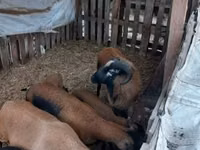 Sheep (batch, sex not specified), Cameroon sheep — photo 4