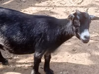 Goat, Goats — photo 2