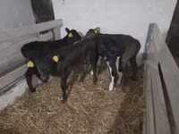 Kuh, Holstein-Rasse — Foto 3