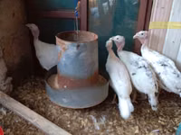 Turkeys — photo 1