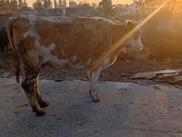 Cow, Simmental cattle — photo 2