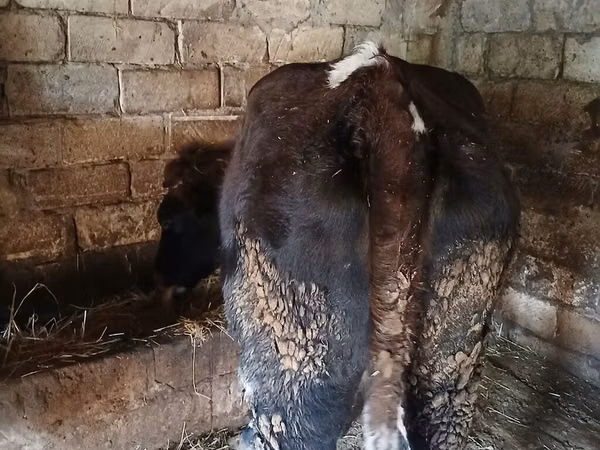 بقرة, الماشية