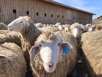 Sheep, Edilbay sheep — photo 1