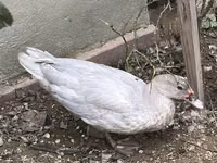 Ducks — photo 1