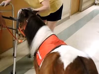 Caballo, Miniature horse — foto 4