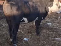 Cow, Kalmyk breed — photo 2