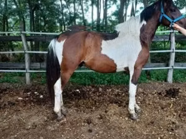 公马, Friesian