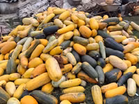 Продаю тыкву для животных — الصورة 2