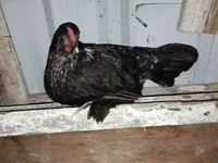 Bantam japonesa — foto 8