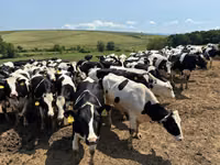 母牛, Holstein breed — 照片 5