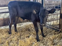 Cow, Cattle — photo 6