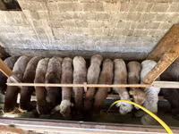 Schaf, Rhon sheep — Foto 1