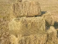 Hay Bales and Rhodes Grass — photo 2
