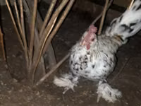 ياباني بانتام — الصورة 2
