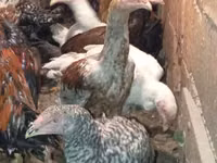 Chickens — 照片 4