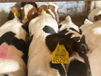 Bovinos (lote, sexo no especificado), Simmental cattle — foto 2