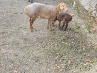 Oveja, Arashan sheep — foto 4