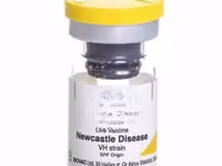 Hb1 1st Newcastle Vaccine (Wholesale) — photo 1