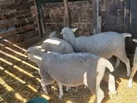 母羊, Sheep — 照片 1