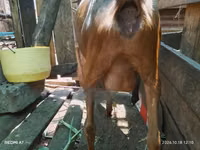 Goats (batch, sex not specified), Alpine goat — photo 2
