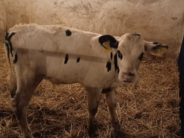 ثور, Russian Black pied cattle