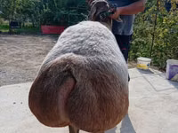 Schaf, Arashan sheep — Foto 4