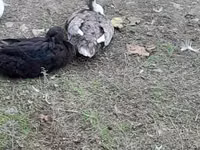 Ducks — Foto 8